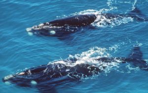 1905-walvissen-biodiversiteit
